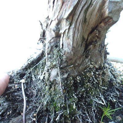 Outdoor-Bonsai - Juniperus chinensis - Chinesischer Wacholder - 5