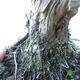 Outdoor-Bonsai - Juniperus chinensis - Chinesischer Wacholder - 5/5