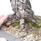 Bonsai im Freien - Pinus parviflora - kleinblütige Kiefer - 5/5
