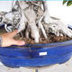 Zimmerbonsai - Ficus kimmen - kleiner Ficus - 5/5