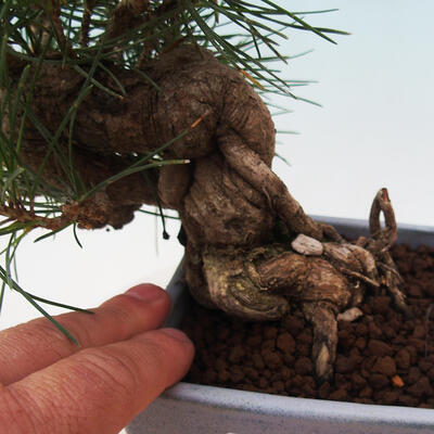 Bonsai im Freien - Pinus thunbergii - Thunbergia-Kiefer - 5