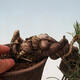 Bonsai im Freien - Pinus thunbergii - Thunbergia-Kiefer - 5/5