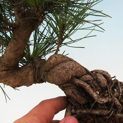 Bonsai im Freien - Pinus thunbergii - Thunbergia-Kiefer - 5