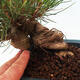 Bonsai im Freien - Pinus thunbergii - Thunbergia-Kiefer - 5/5
