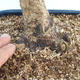 Acer palmatum - Palmahorn - 5/5