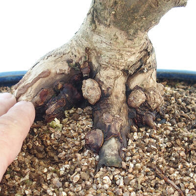 Acer palmatum - Palmahorn - 5