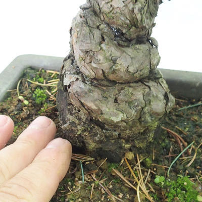 Bonsai im Freien - Pinus parviflora - kleinblumige Kiefer - 5