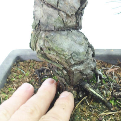 Bonsai im Freien - Pinus parviflora - kleinblumige Kiefer - 5