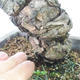 Bonsai im Freien - Pinus parviflora - kleinblumige Kiefer - 5/5