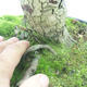 Bonsai im Freien - Weißblumen des Weißdorns - Crataegus laevigata - 5/6