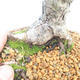 Bonsai im Freien - Pinus sylvestris - Waldkiefer - 5/5