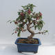 Bonsai im Freien - Malus halliana - Kleinfruchtiger Apfelbaum - 5/6