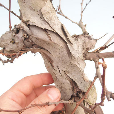 Outdoor-Bonsai Quercus - KIWI - Actinidia - 5