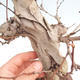 Outdoor-Bonsai Quercus - KIWI - Actinidia - 5/5