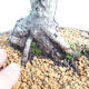 Bonsai im Freien - Pinus Mugo - kniende Kiefer - 5/5