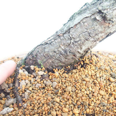 Bonsai im Freien - Pinus sylvestris - Waldkiefer - 5