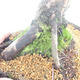 Bonsai im Freien - Juniperus chinensis - chinesischer Wacholder - 5/5