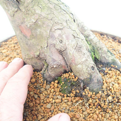 Bonsai im Freien - Taxus bacata - Rote Eibe - 5