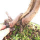 Bonsai im Freien - Juniperus chinensis Itoigawa - chinesischer Wacholder - 5/6