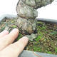 Bonsai im Freien - Pinus parviflora - kleinblumige Kiefer - 5/5