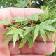Acer palmatum KIOHIME - Palm-Ahorn - 5/5