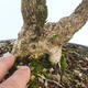 Outdoor-Bonsai - Buxus microphylla - Buchsbaum - 5/5