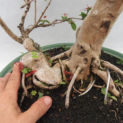 Indoor Bonsai - Australische Kirsche - Eugenia uniflora - 5
