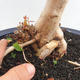 Indoor Bonsai - Australische Kirsche - Eugenia uniflora - 5/5