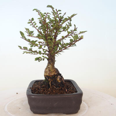 Outdoor-Bonsai - Ulmus parvifolia SAIGEN - Kleinblättrige Ulme - 5