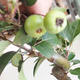 Bonsai im Freien - Malus halliana - Apfelbaum mit kleinen Früchten - 5/5