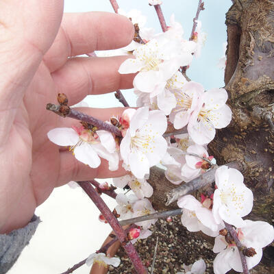 Outdoor-Bonsai-japanische Aprikose - Prunus Mume - 5