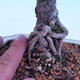 Outdoor-Bonsai -Borovice drobnokvětá - Pinus parviflora glauca - 5/7