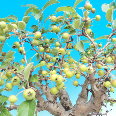 Bonsai im Freien - Malus halliana - Malplate Apfelbaum - 5