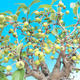 Bonsai im Freien - Malus halliana - Malplate Apfelbaum - 5/5
