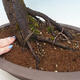 Bonsai im Freien - Prunus spinosa - Schlehe - 5/6