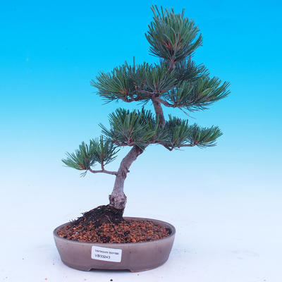 Outdoor-Bonsai -Borovice drobnokvětá - Pinus parviflora glauca - 5