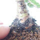 Outdoor-Bonsai - Ulmus parvifolia SAIGEN - Kleinblättrige Ulme - 5/7