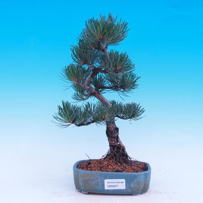 Outdoor-Bonsai -Borovice drobnokvětá - Pinus parviflora glauca - 5