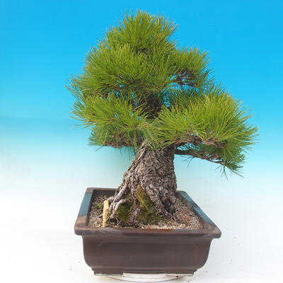 Bonsai im Freien - Pinus thunbergii - Thunbergova-Kiefer - 5