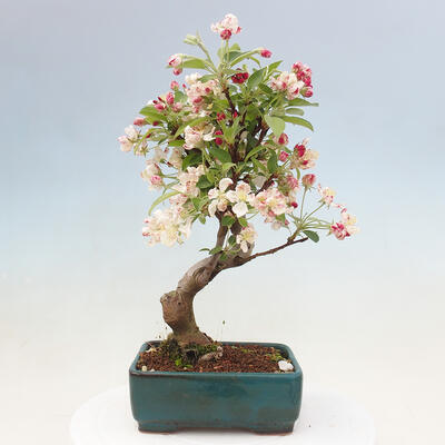 Bonsai im Freien - Malus halliana - Kleinfruchtiger Apfelbaum - 5