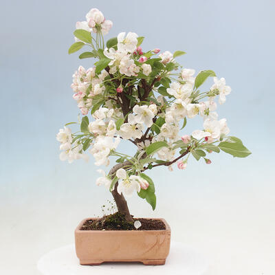 Bonsai im Freien - Malus halliana - Kleinfruchtiger Apfelbaum - 5