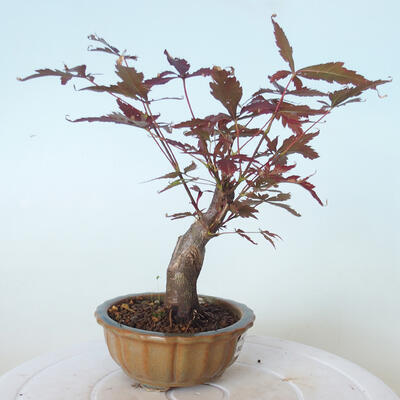 Outdoor-Bonsai - Acer-Palme. Atropurpureum-Rotes Palmblatt - 5