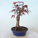 Outdoor-Bonsai - Acer-Palme. Atropurpureum-Rotes Palmblatt - 5/5