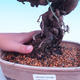 Outdoor-Bonsai -Borovice Thungergova - Pinus thunbergii - 5/5