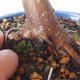 Outdoor-Bonsai - Ahorn palmatum sangokaku - Ahornpalmenblatt - 5/5