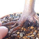Outdoor-Bonsai - Ahorn palmatum sangokaku - Ahornpalmenblatt - 5/5