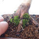 Outdoor-Bonsai - Ahorn palmatum DESHOJO - Ahorn palmate - 5/6