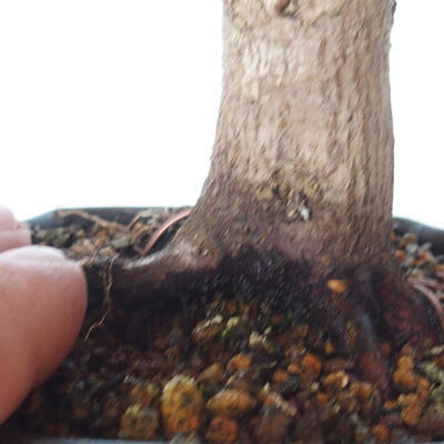 Outdoor-Bonsai - Ahorn palmatum DESHOJO - Ahorn palmate - 5
