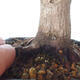 Outdoor-Bonsai - Ahorn palmatum DESHOJO - Ahorn palmate - 5/6