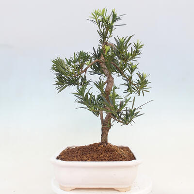 Zimmerbonsai - Podocarpus - Steintausend - 5